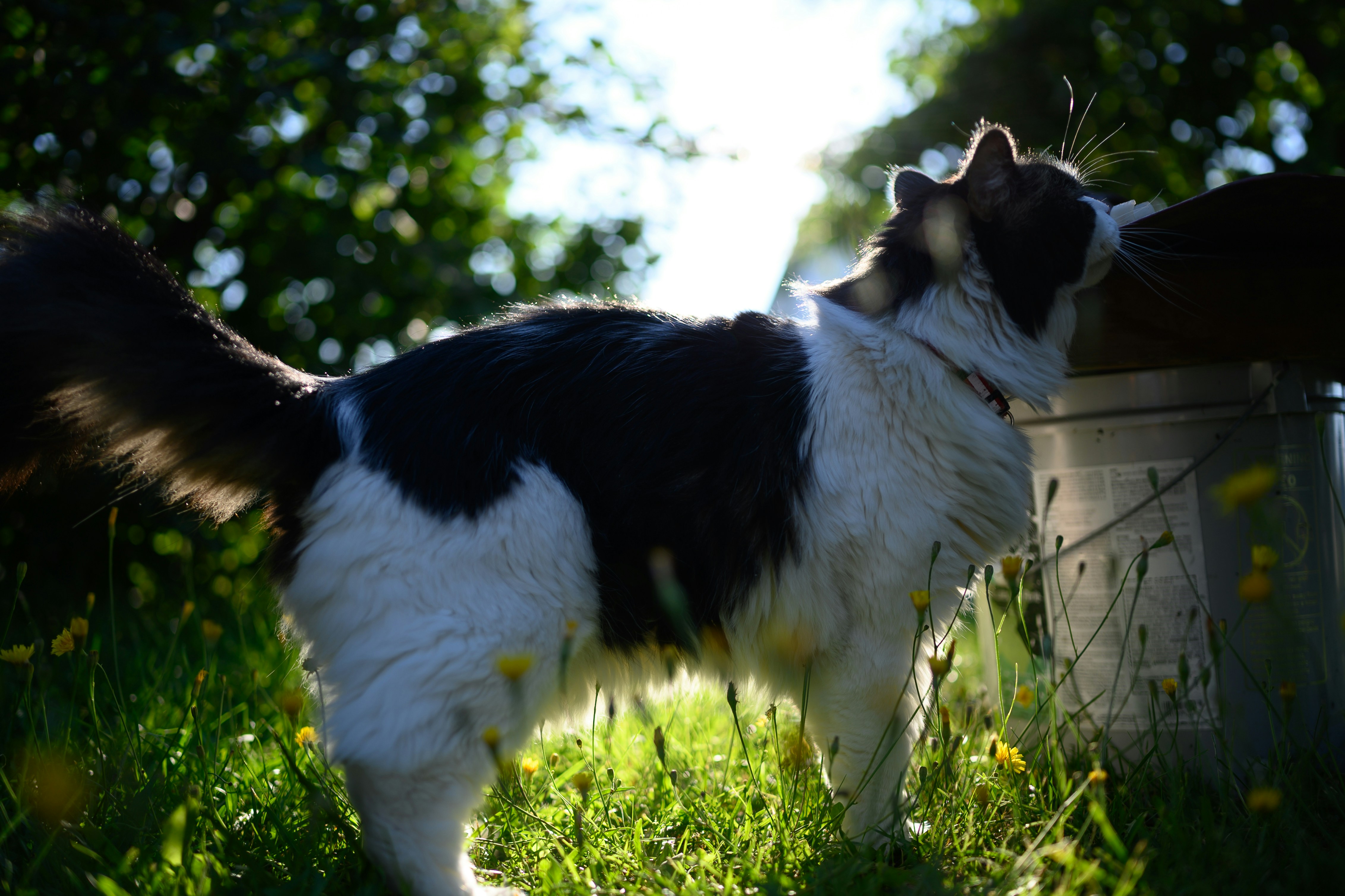 Photo by virginiesankara