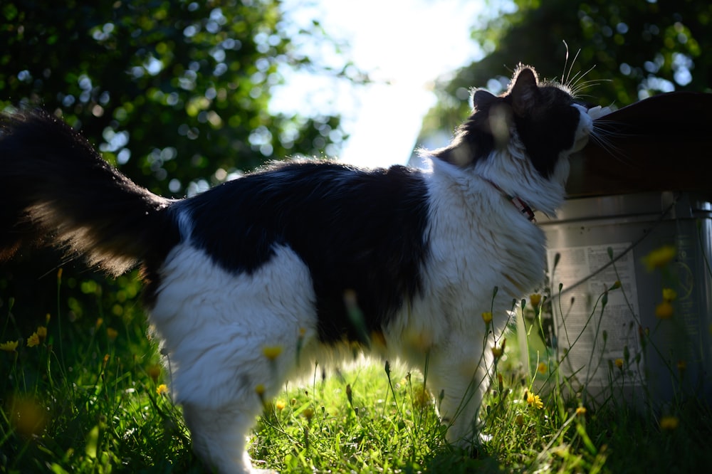 a black and white cat standing on top of a lush green field