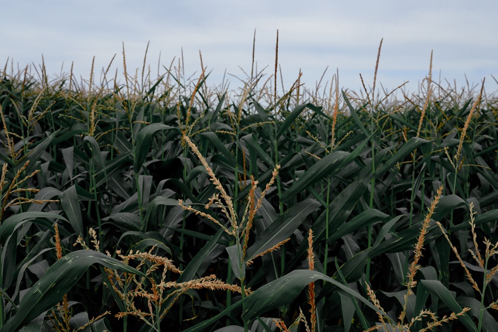 a large field of green corn on a cloudy day