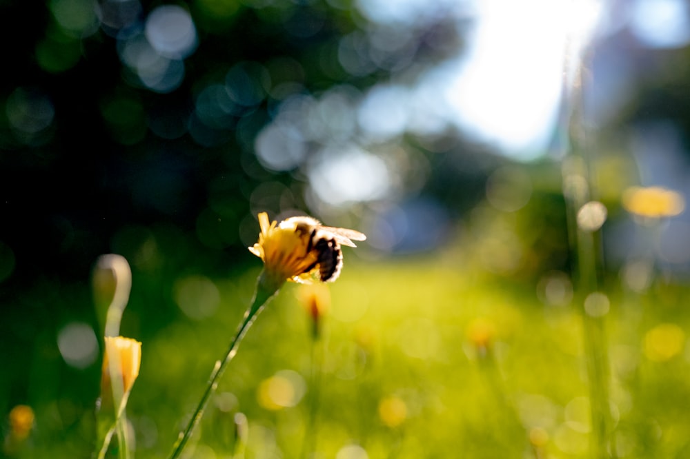 a bee is sitting on a flower in the grass