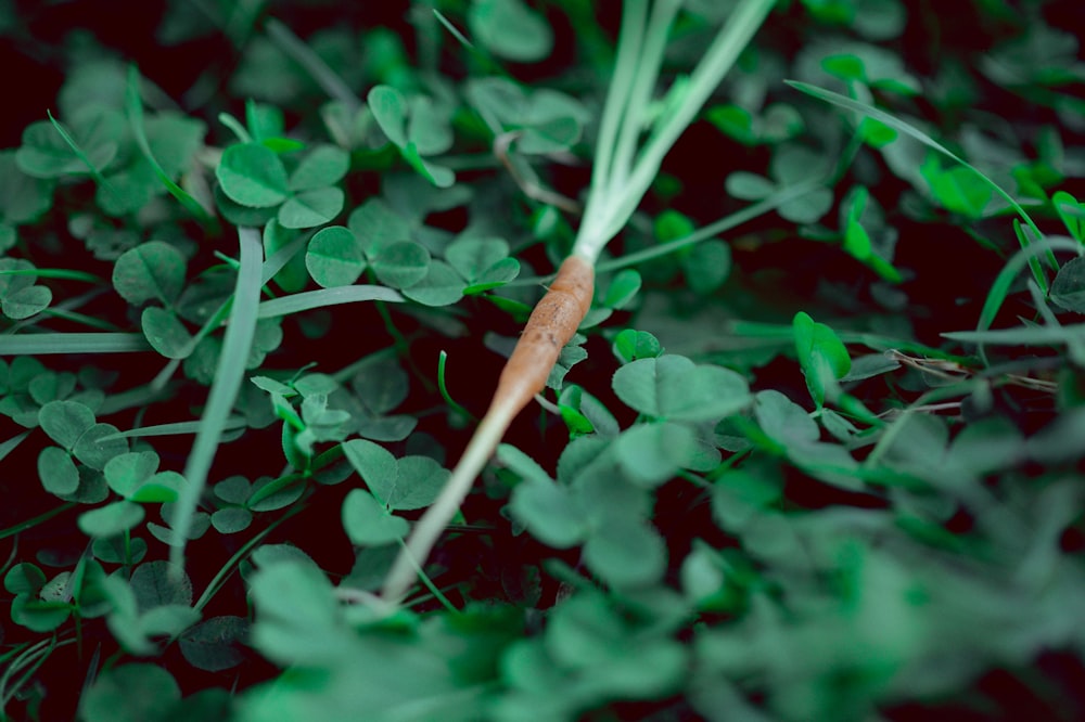 a carrot sitting on top of green leaves