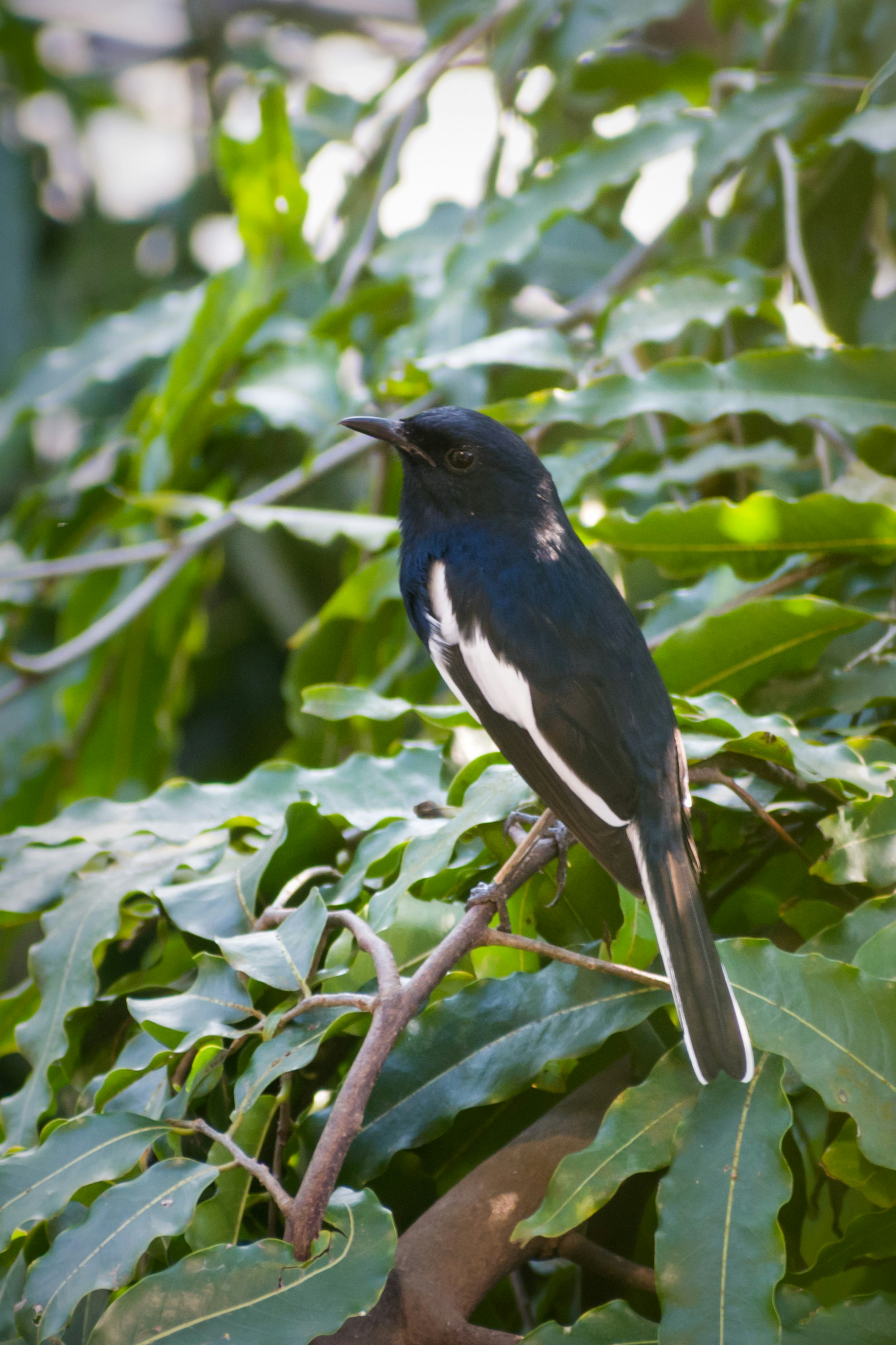 Oiseau dans une forêt urbaine représentant le lien entre les arbres et la biodiversité