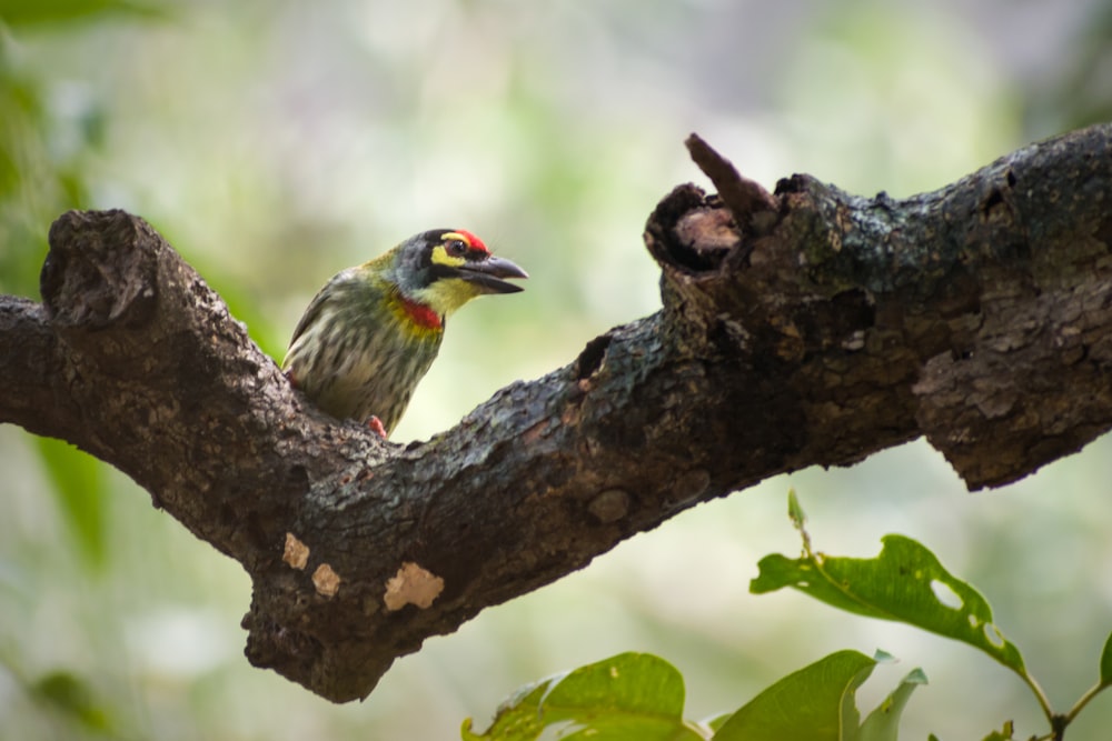 a small bird perched on a tree branch