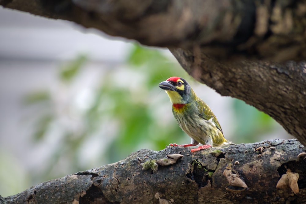 a small bird perched on a tree branch