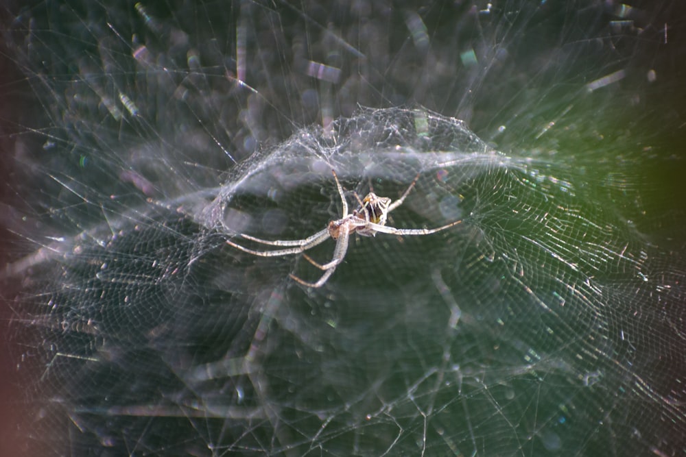 a spider sitting on top of a web covered in water
