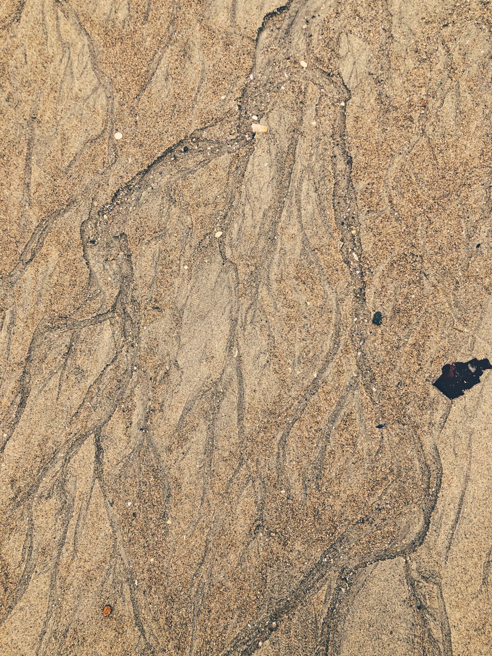 a bird flying over a sandy beach covered in sand