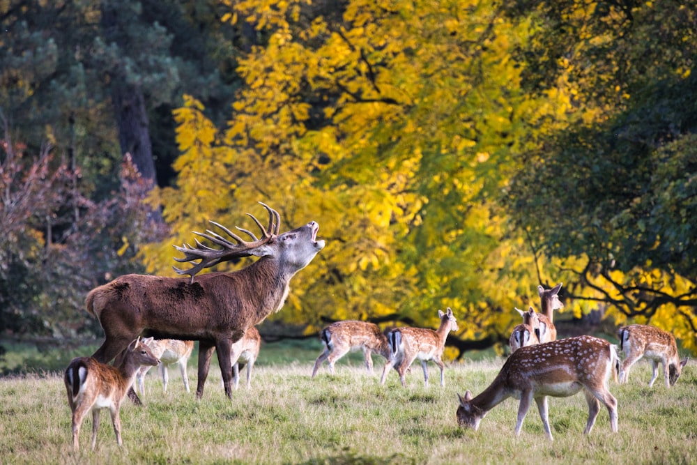 a herd of deer standing on top of a lush green field