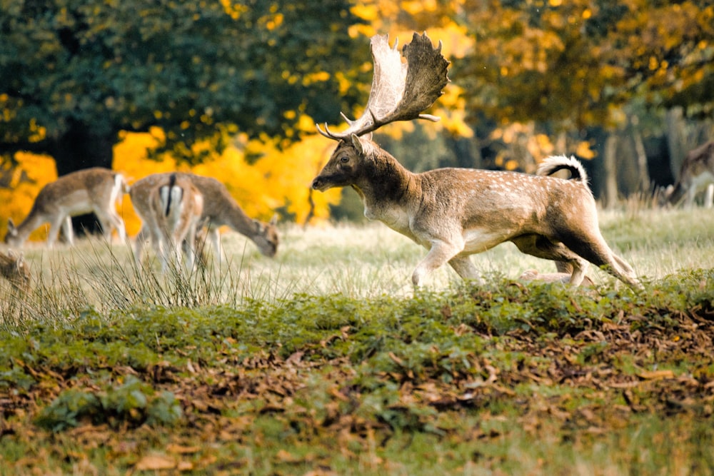 a herd of deer grazing on a lush green field