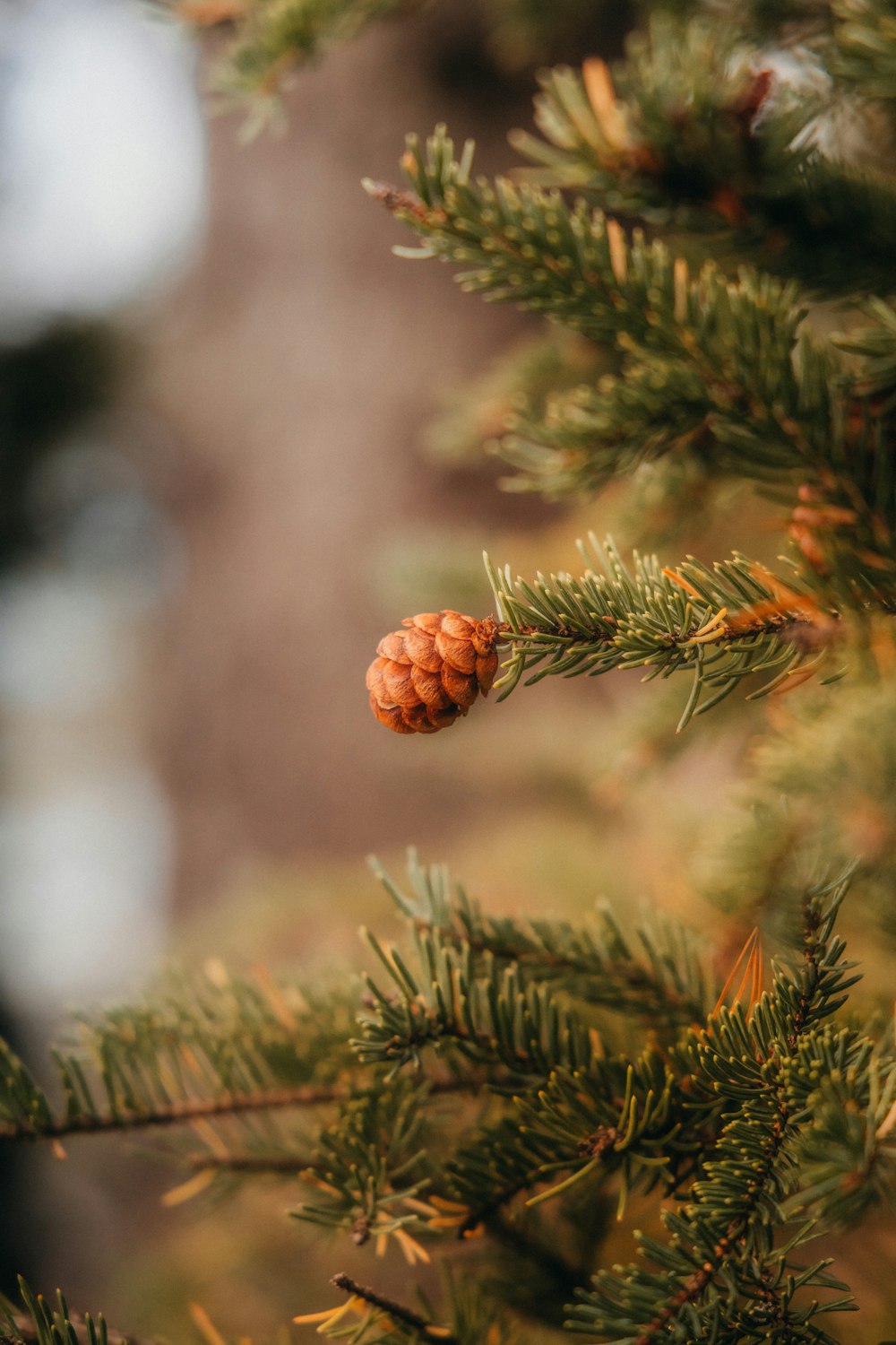 a pine cone hanging from a pine tree