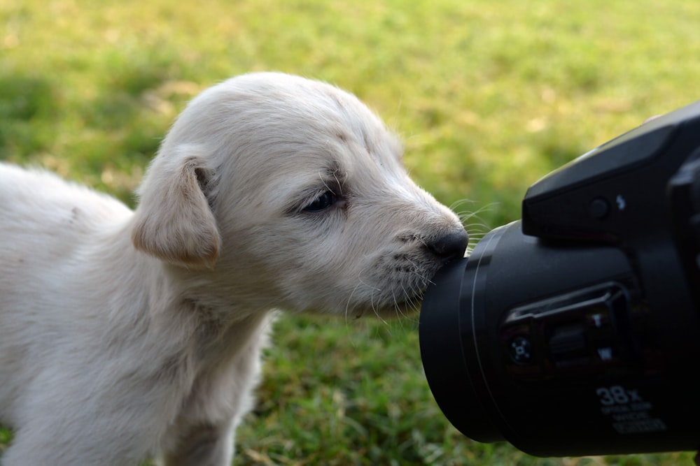 a small white dog sniffing a camera in the grass