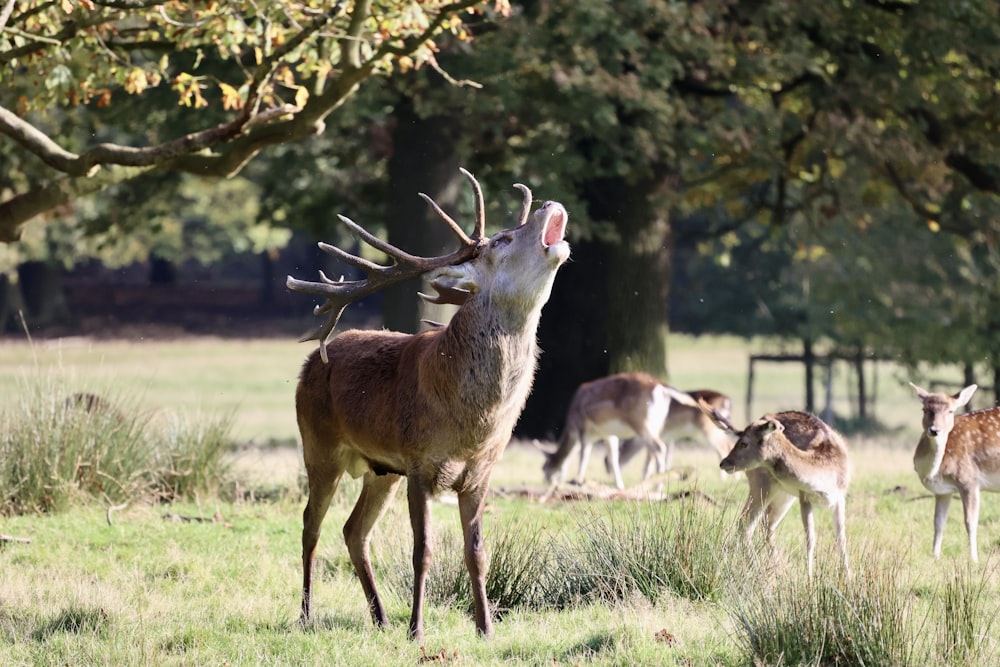 a herd of deer standing on top of a grass covered field