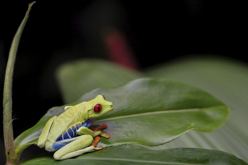 a green frog sitting on top of a green leaf