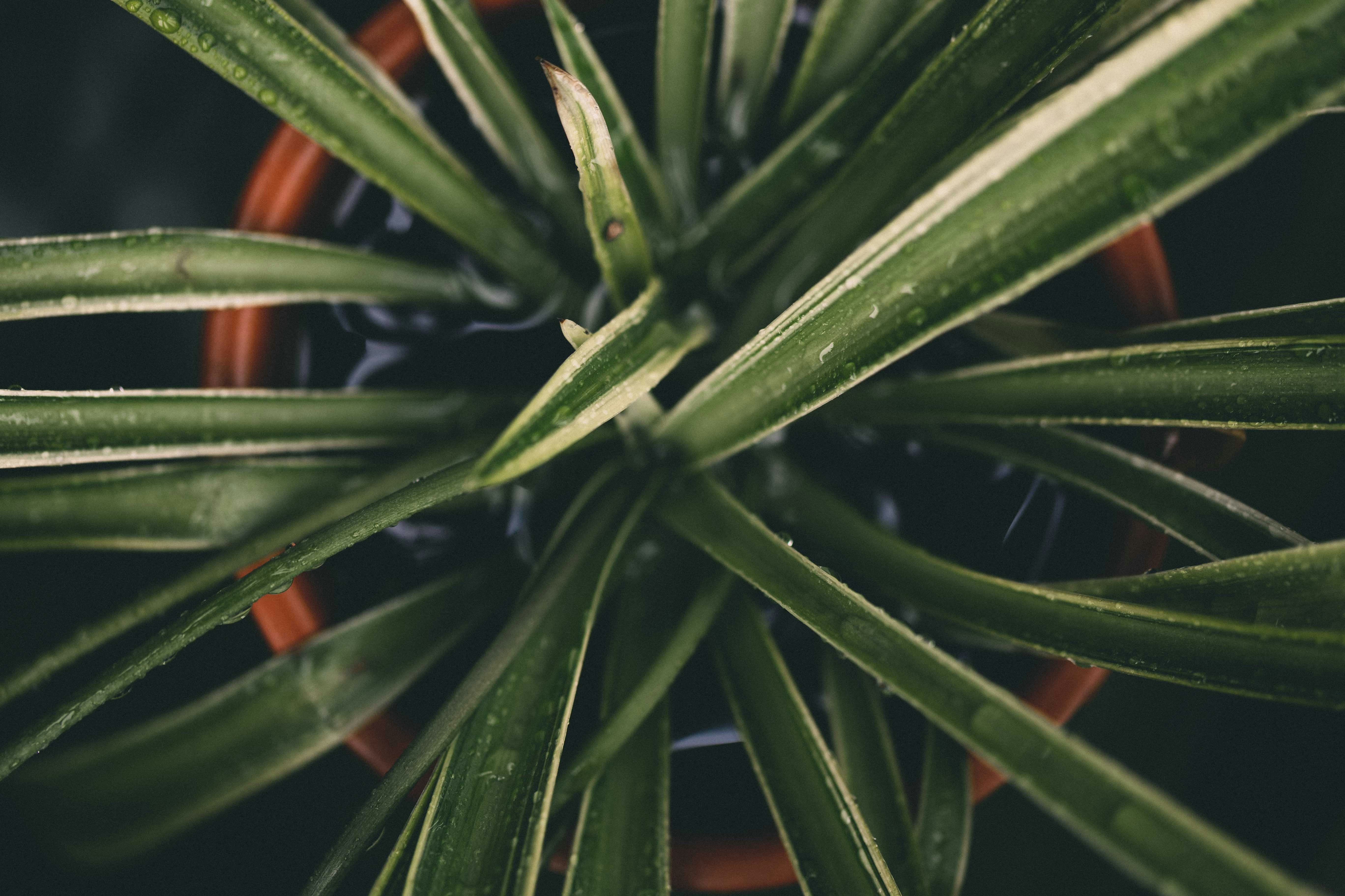 A close up of a plant with green leaves photo – Free Rain Image on Unsplash