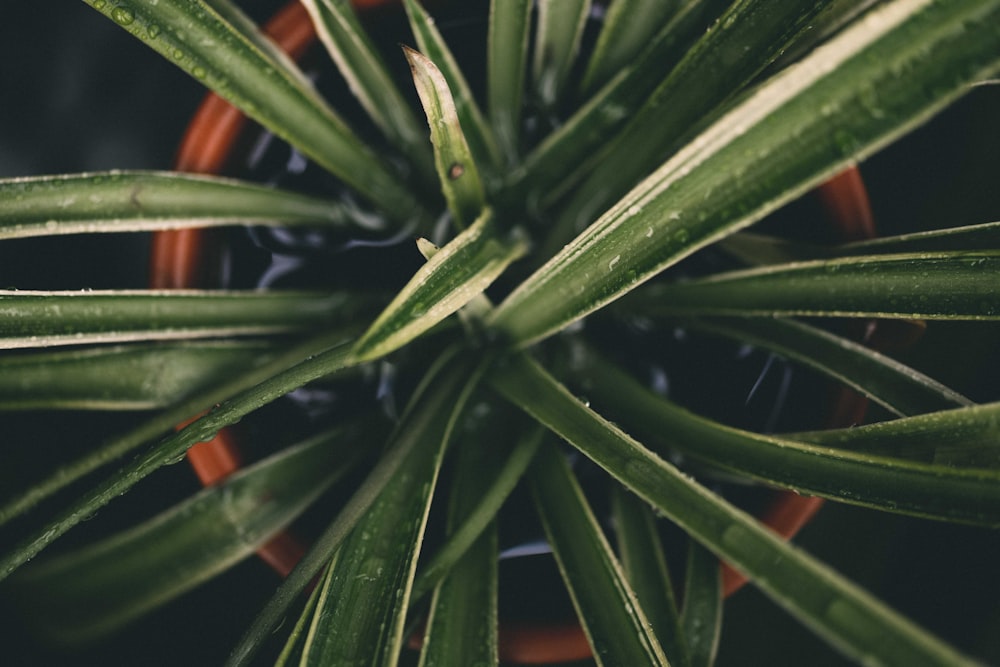 a close up of a plant with green leaves