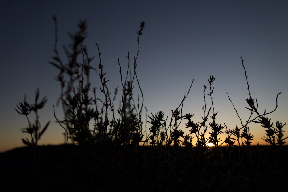 the sun is setting behind some plants in a field