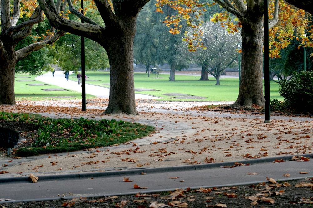 Un parco pieno di molti alberi coperti di foglie
