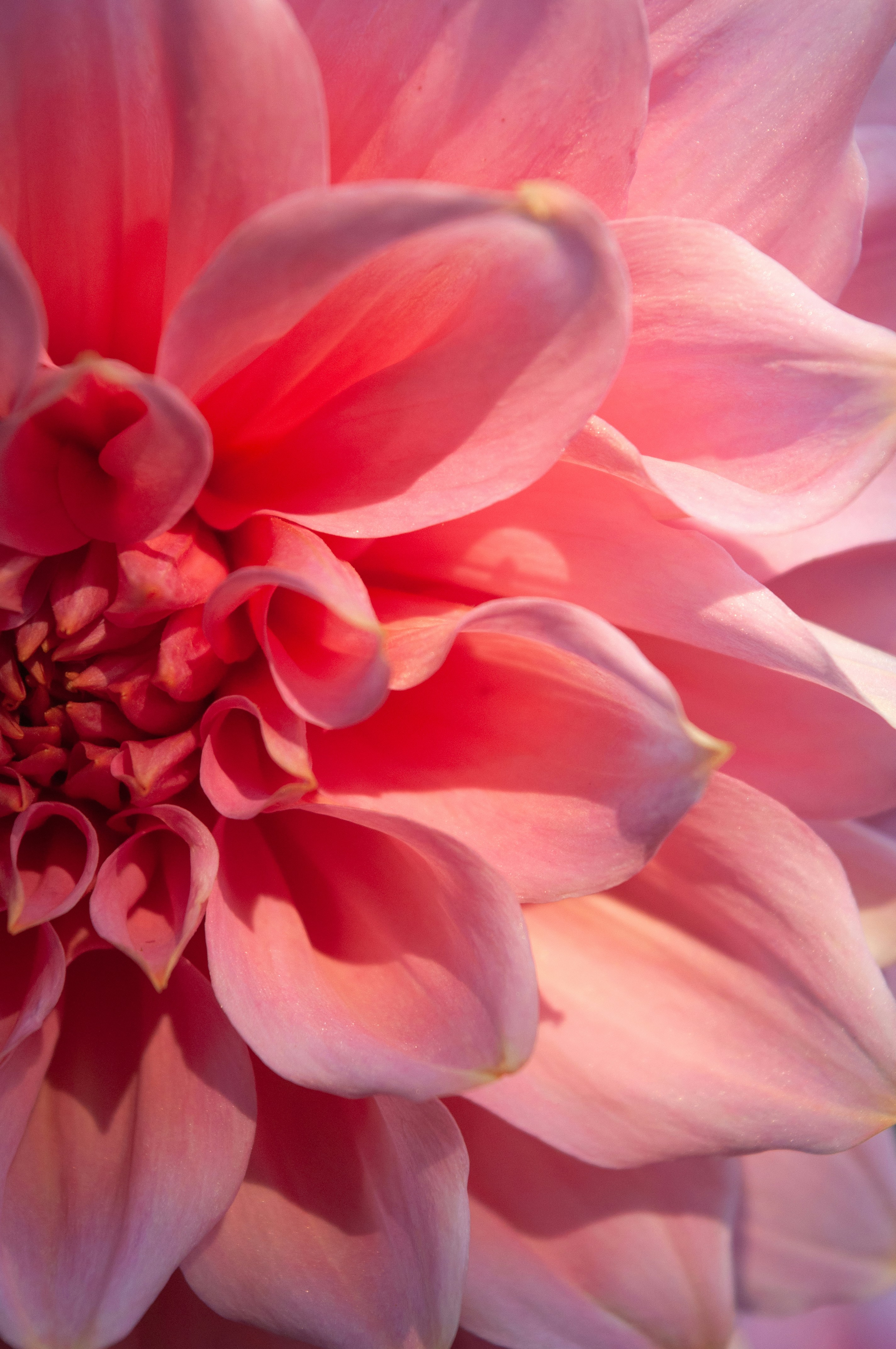 a close up of a large pink flower