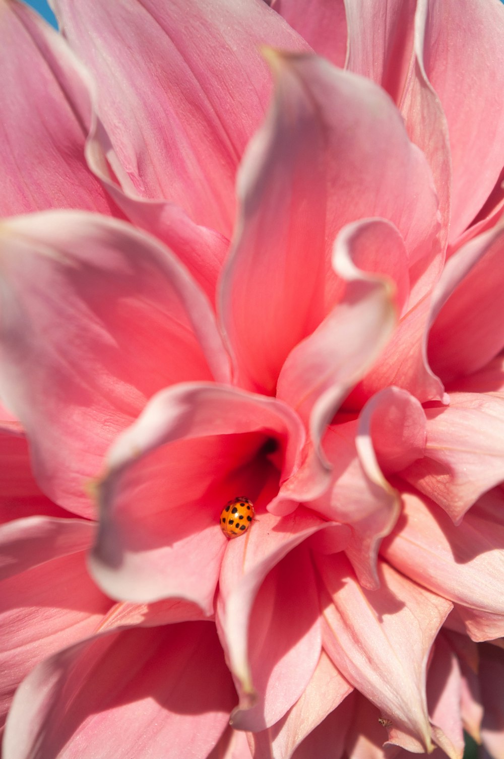 a pink flower with a lady bug on it