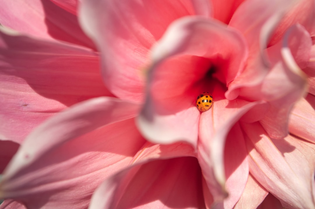 a ladybug sits on the center of a pink flower