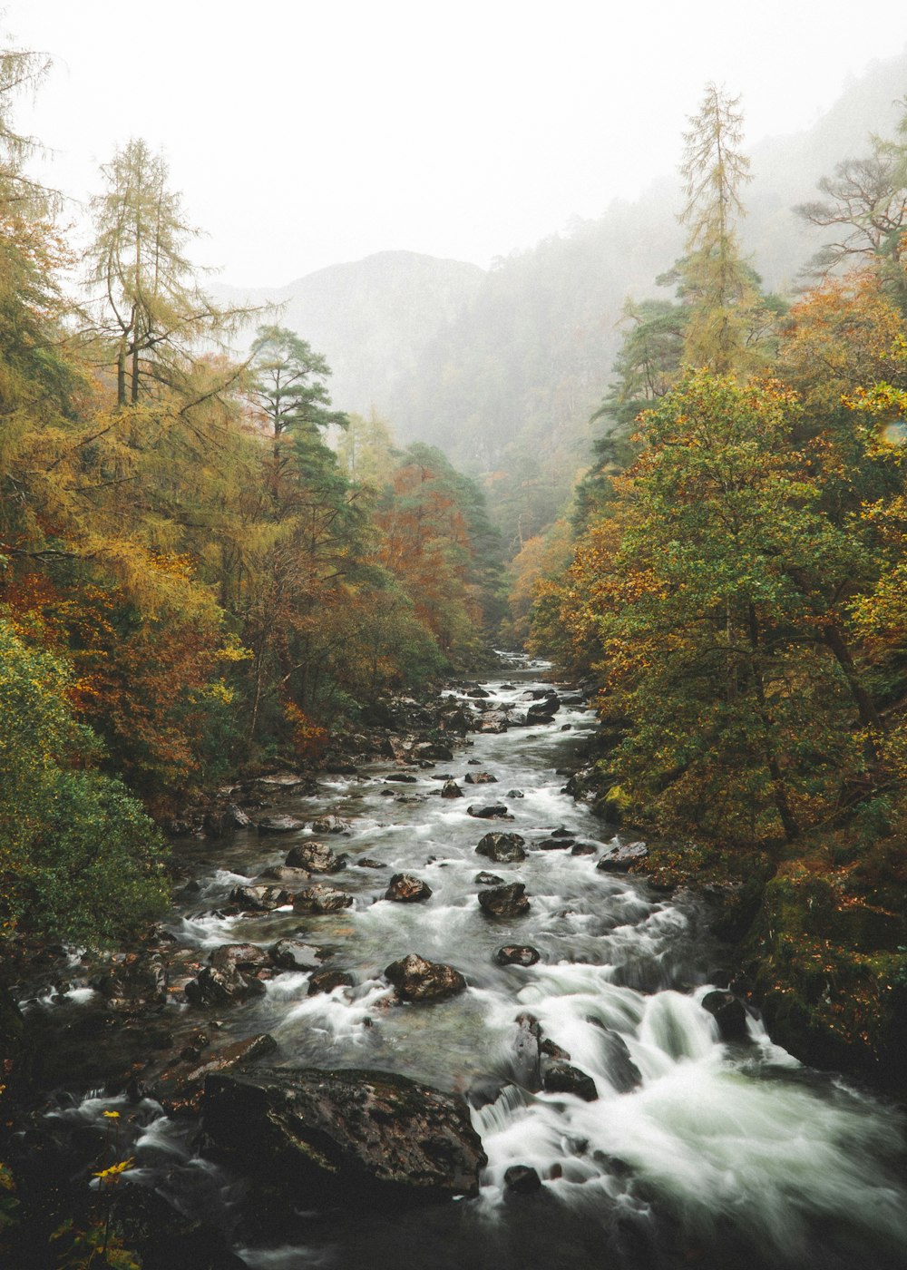 a river running through a forest filled with lots of trees