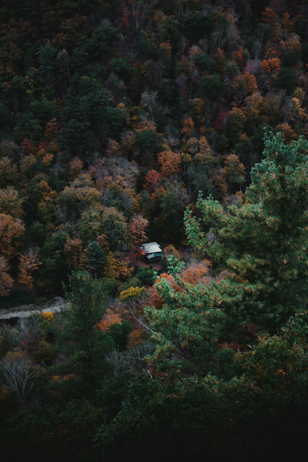 a house in the middle of a forest surrounded by trees