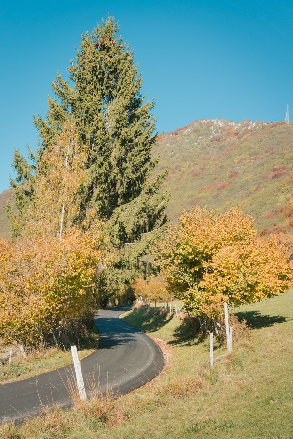 a winding road surrounded by trees and grass