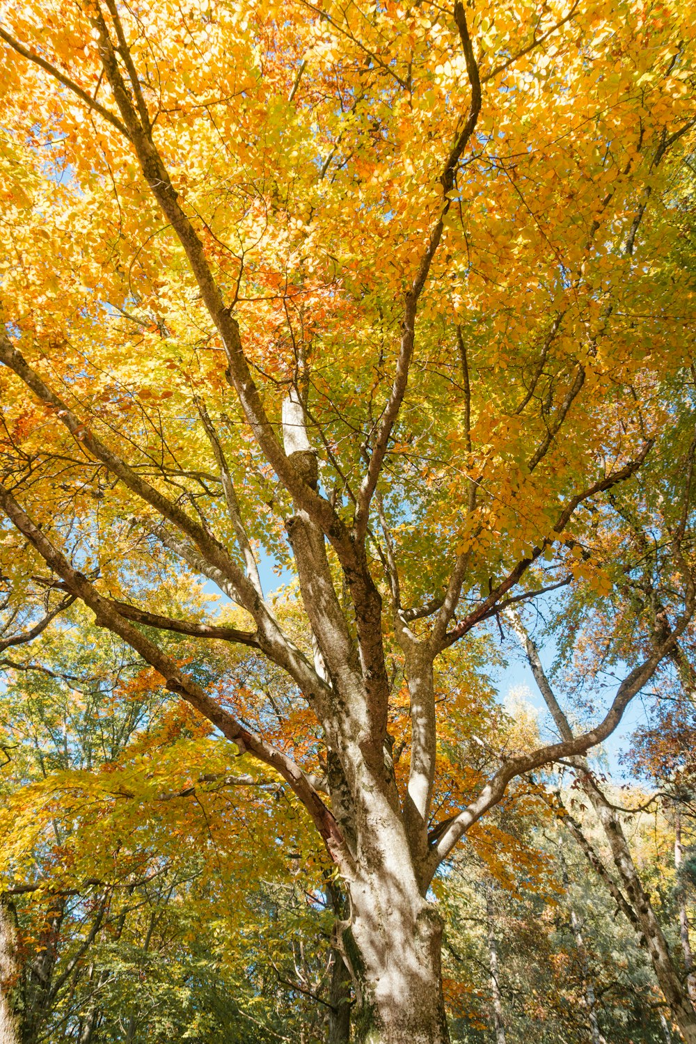 a large tree with yellow leaves in a park