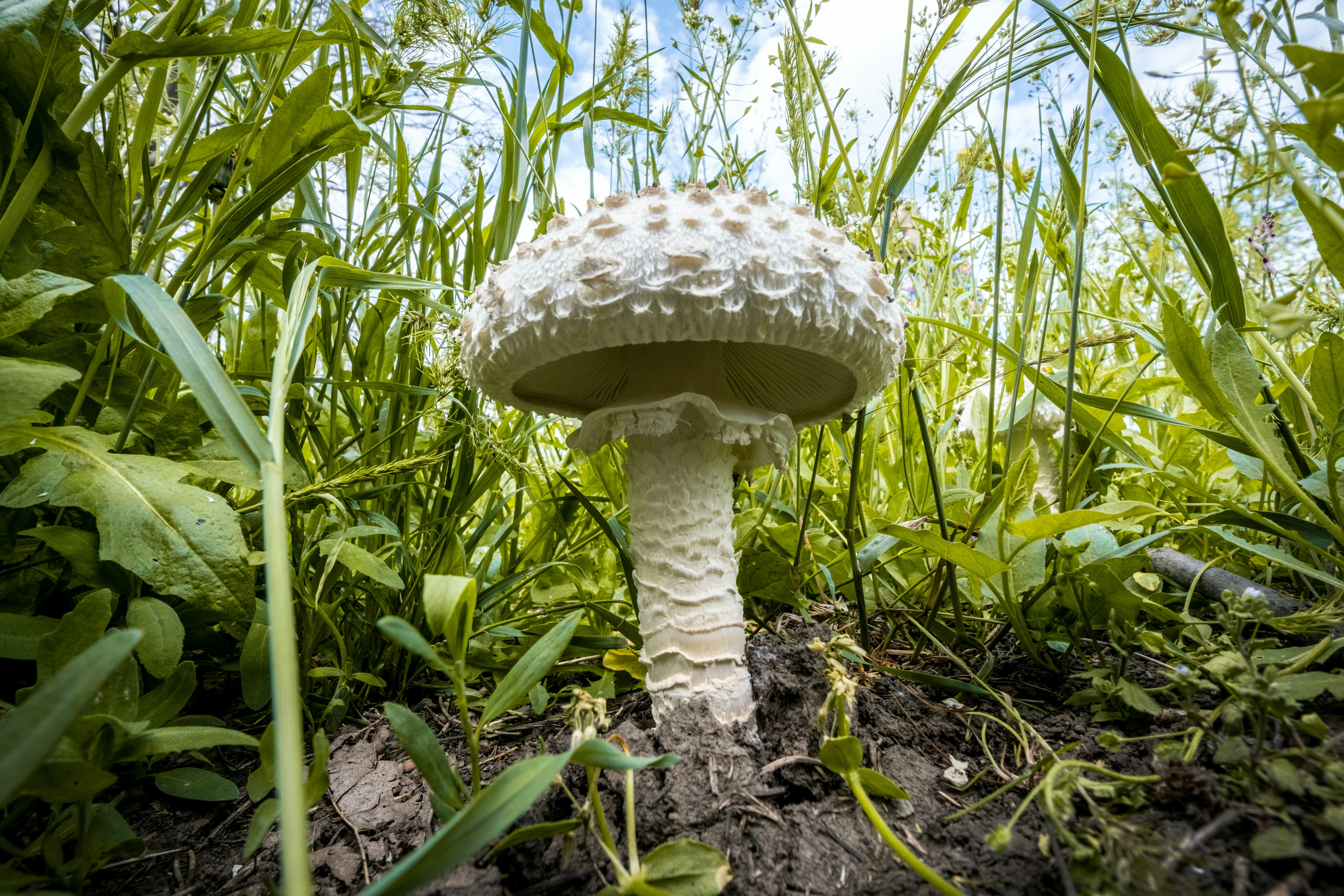 un fungo bianco seduto nel mezzo di un campo verde lussureggiante