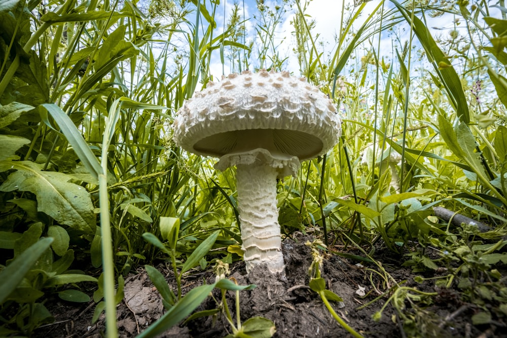 a white mushroom sitting in the middle of a lush green field