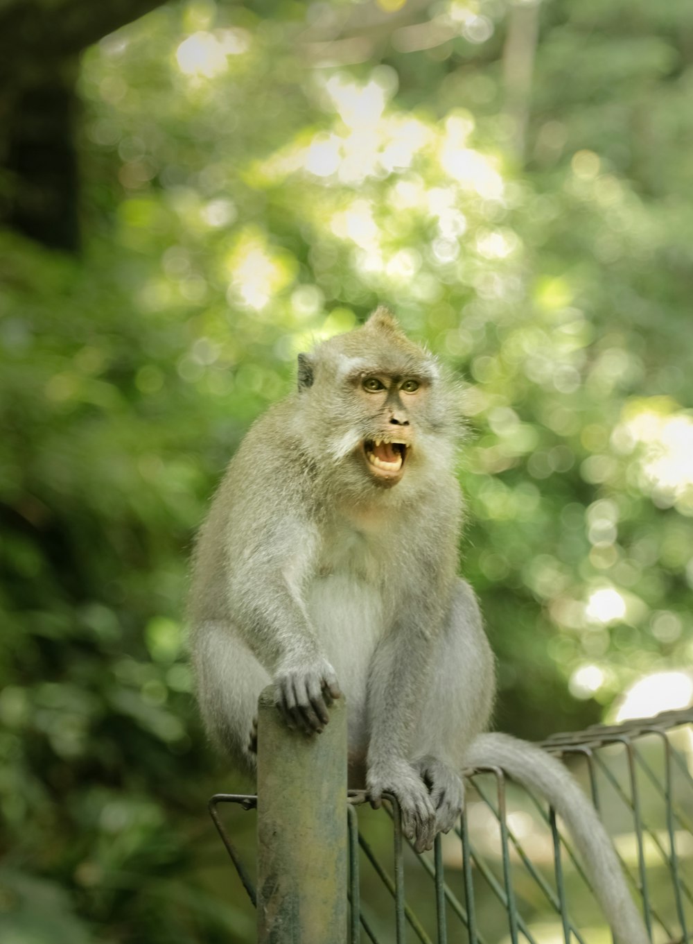 a monkey sitting on top of a metal fence