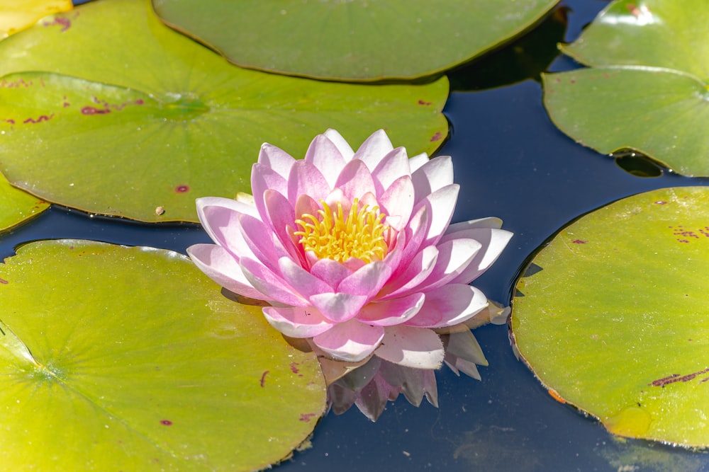 a pink water lily in a pond with lily pads