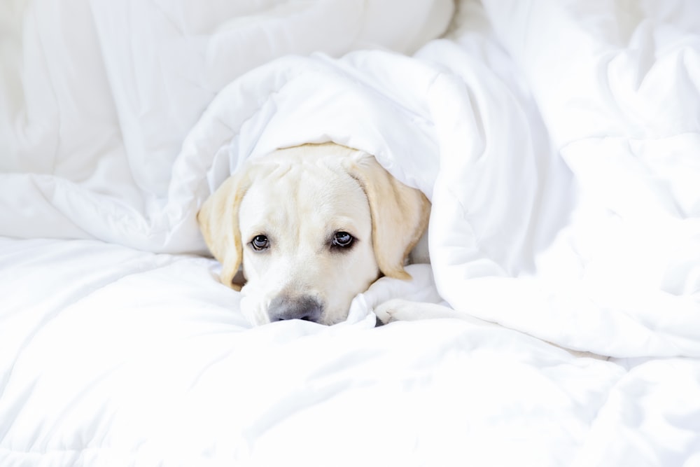 a dog laying under a blanket on a bed