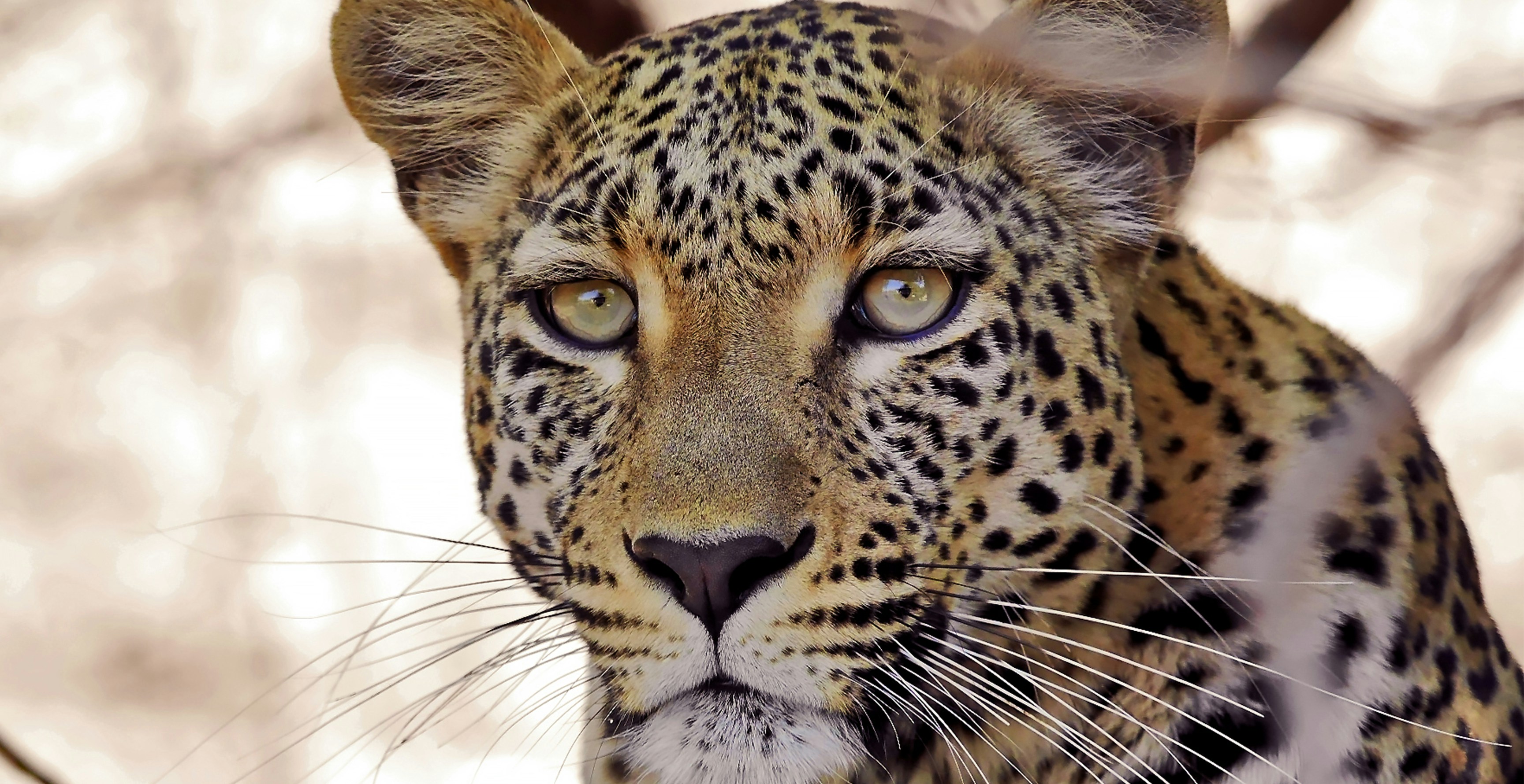 Photo by wolfhowells