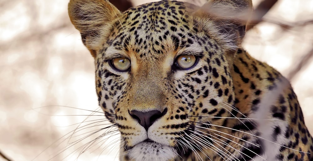 a close up of a leopard's face with trees in the background