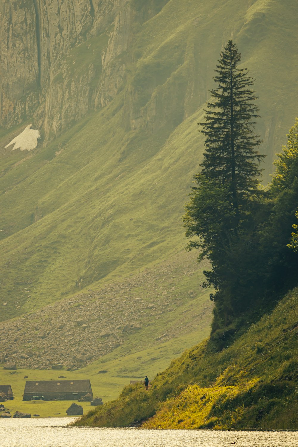 a lone tree stands on the side of a grassy hill