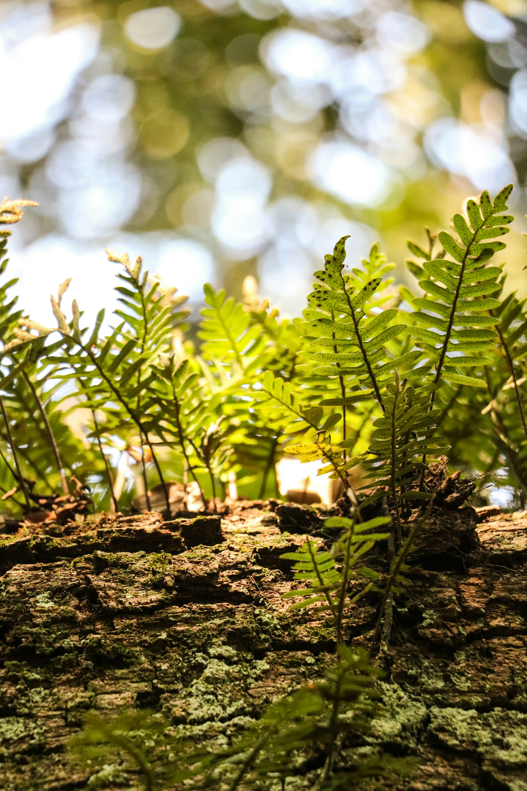 a close up of a tree trunk with plants growing out of it