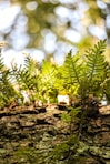 a close up of a tree trunk with plants growing out of it