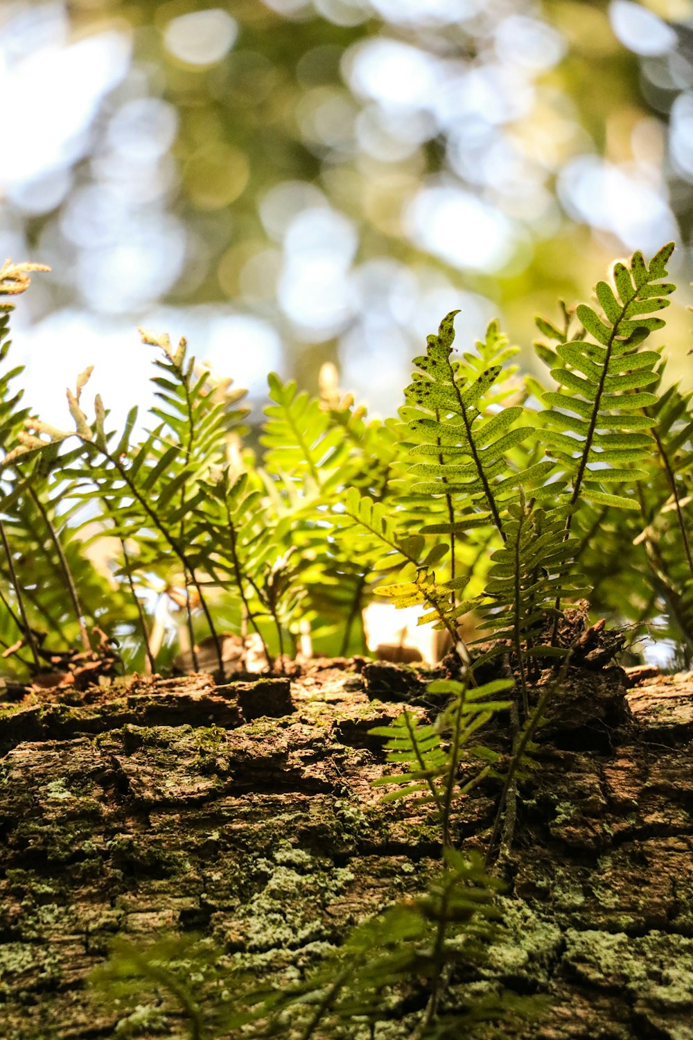 a close up of a tree trunk with plants growing out of it