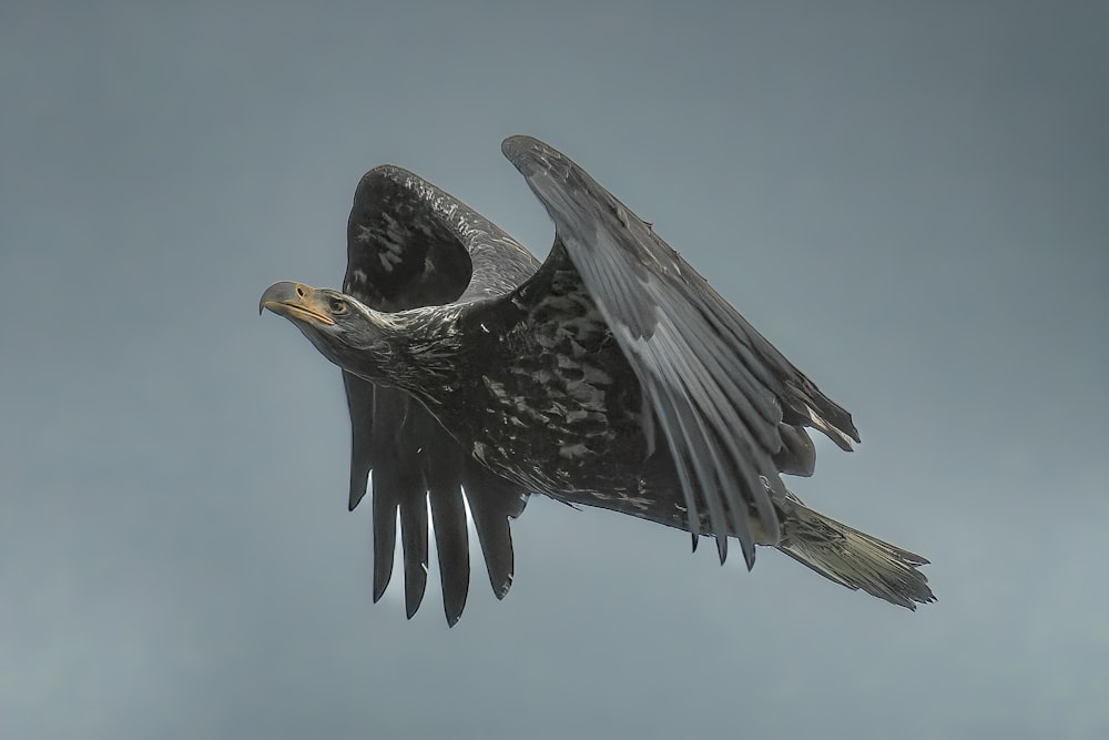 a large bird flying through a cloudy sky