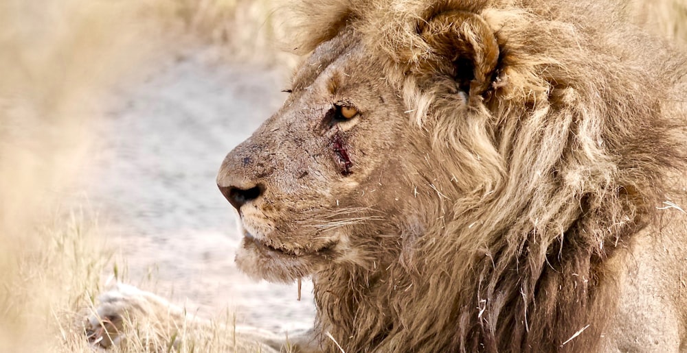 a close up of a lion in a field