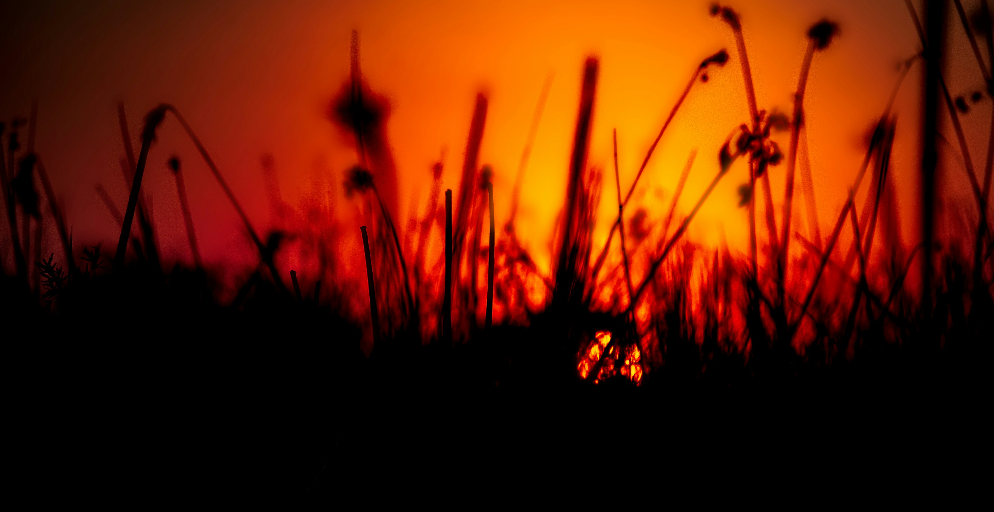 Photo by wolfhowells