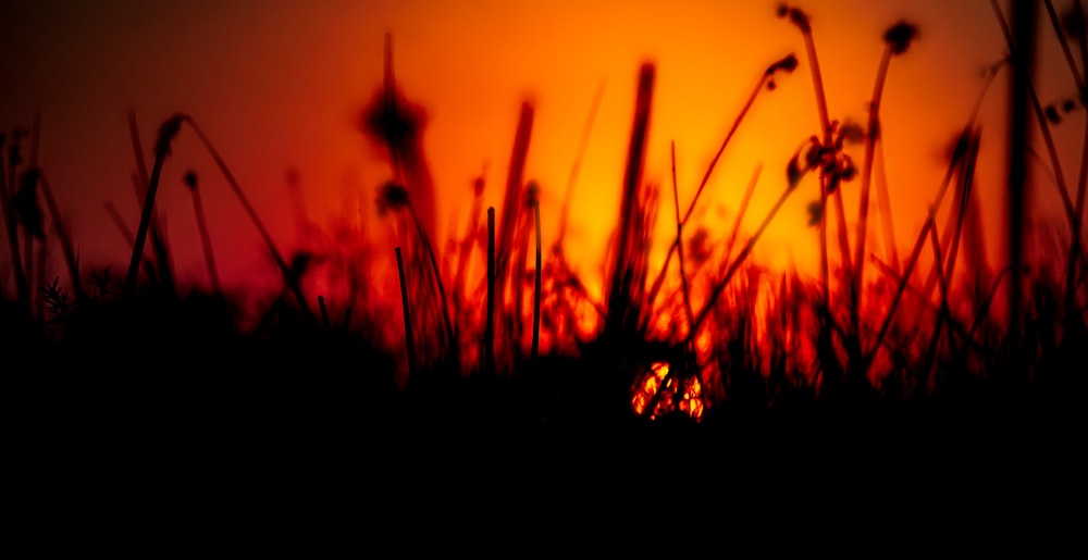 the sun is setting behind some tall grass