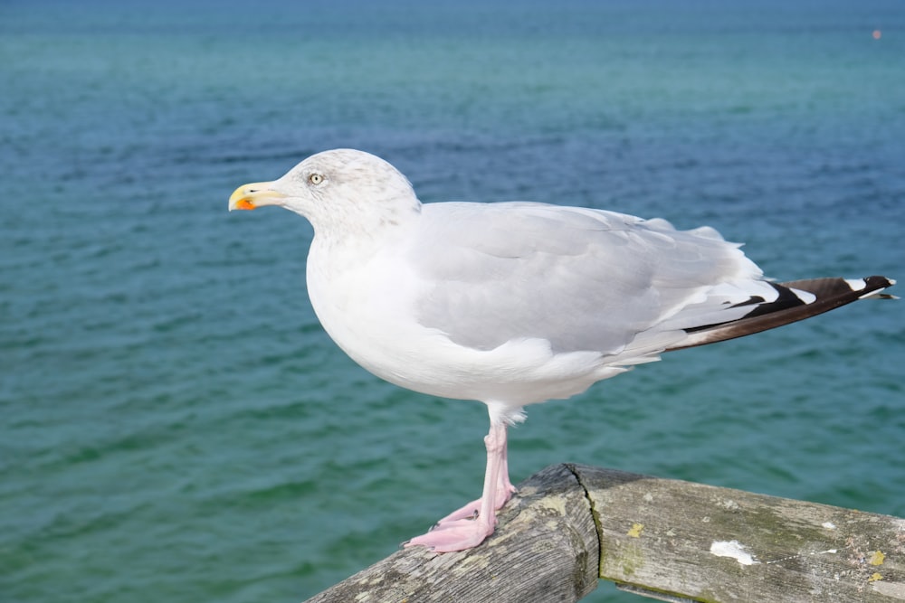 a seagull standing on a wooden rail near the ocean