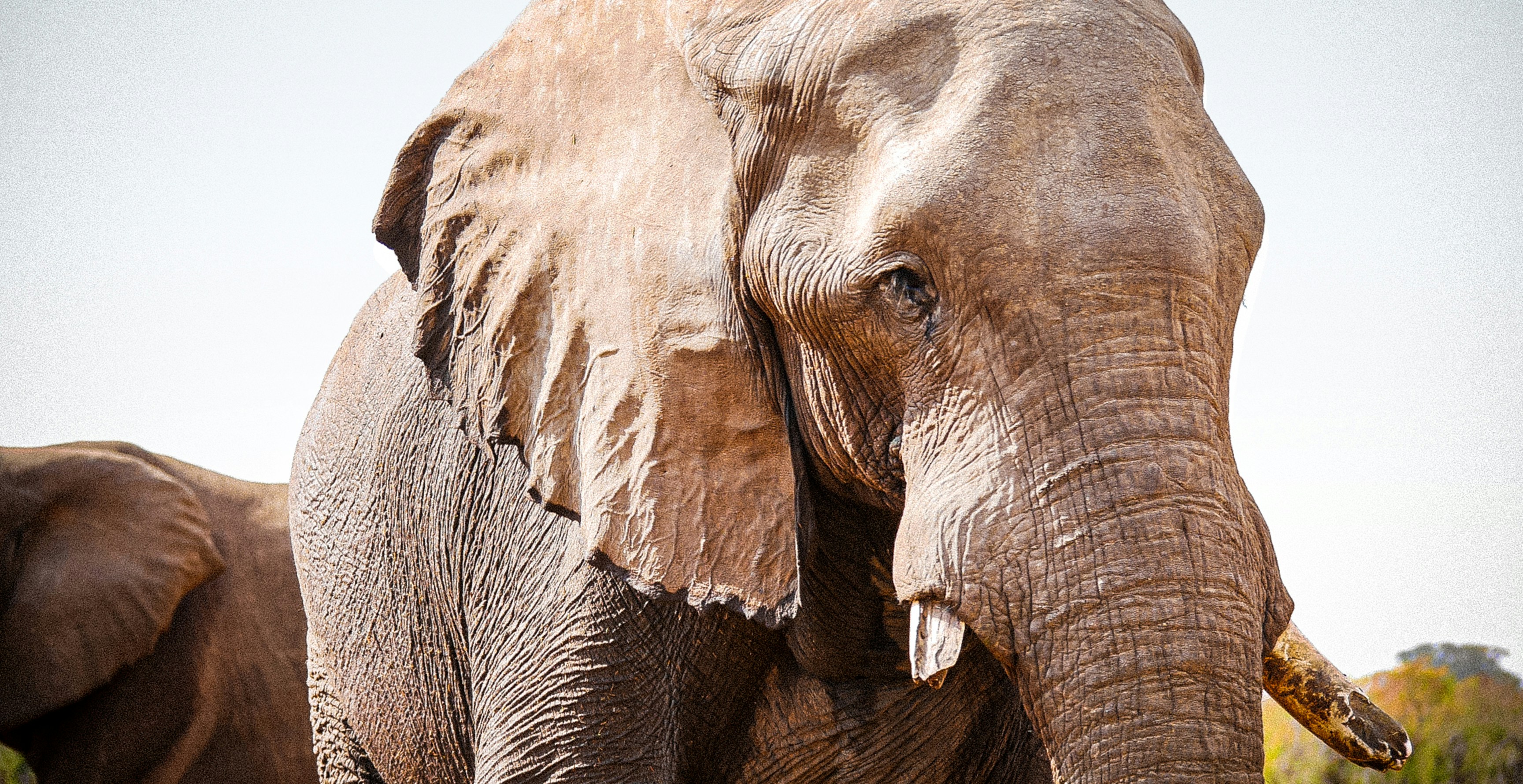 Photo by wolfhowells