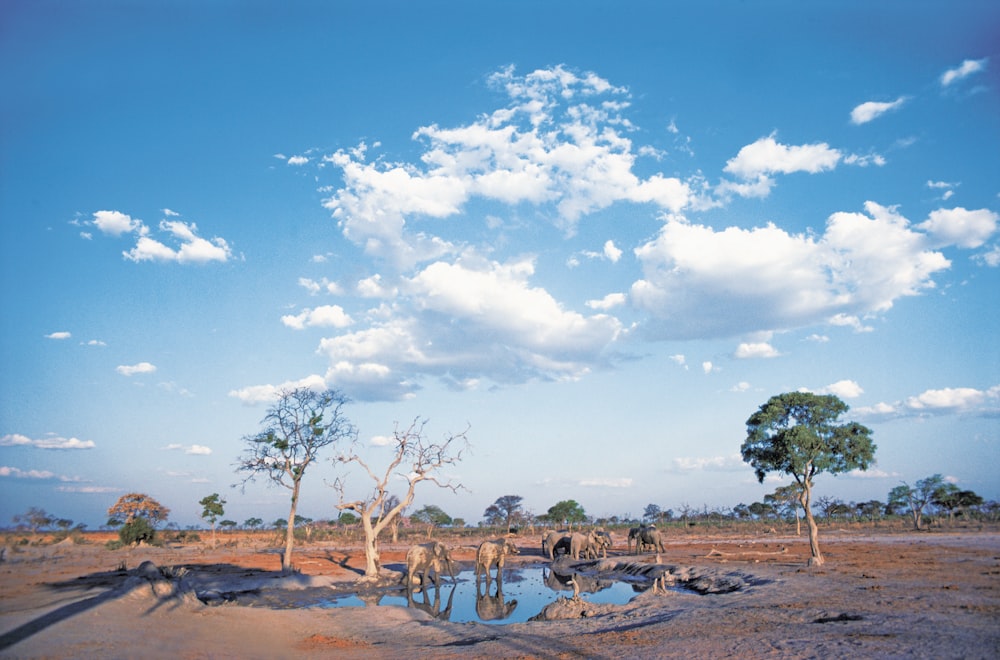 a giraffe standing next to a body of water