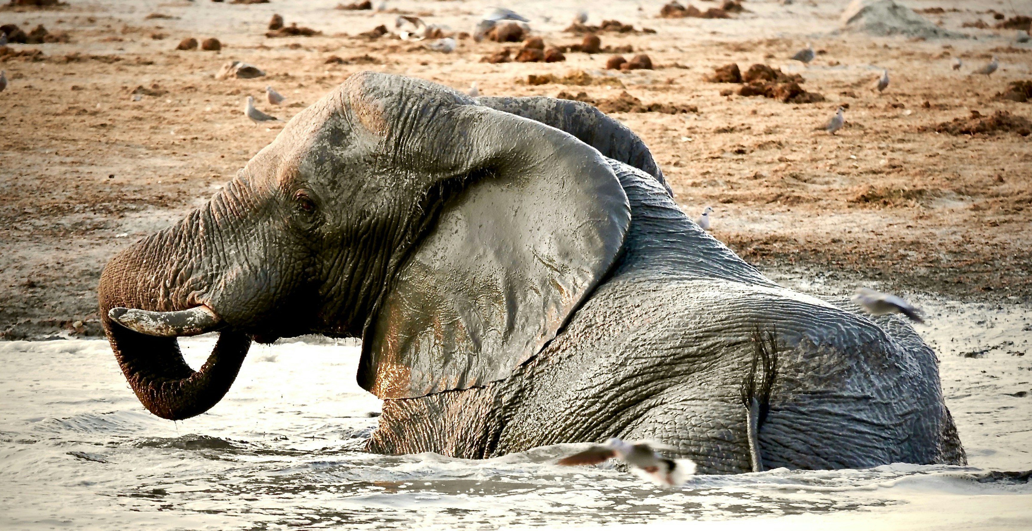 Sunways Private Savuti Tented Camp