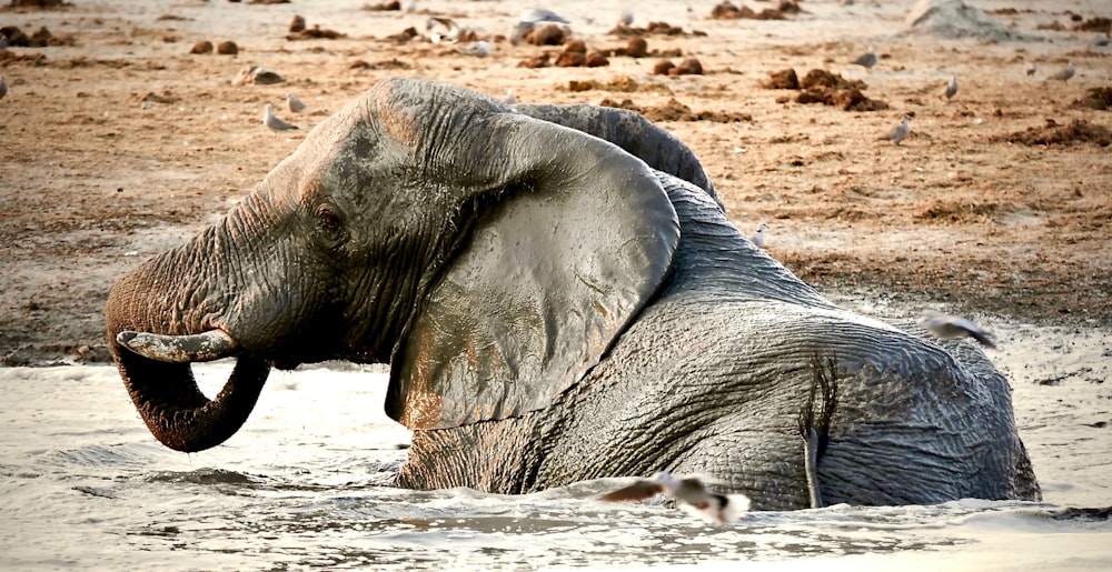 an elephant in a body of water with birds in the background