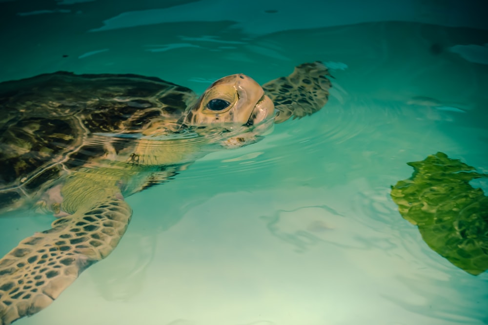 uma tartaruga nadando em uma piscina com uma planta verde frondosa