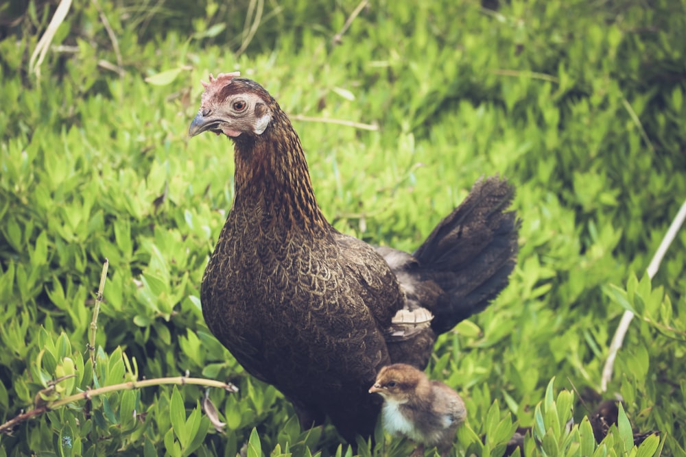 Un poulet et son poussin se tiennent dans l’herbe