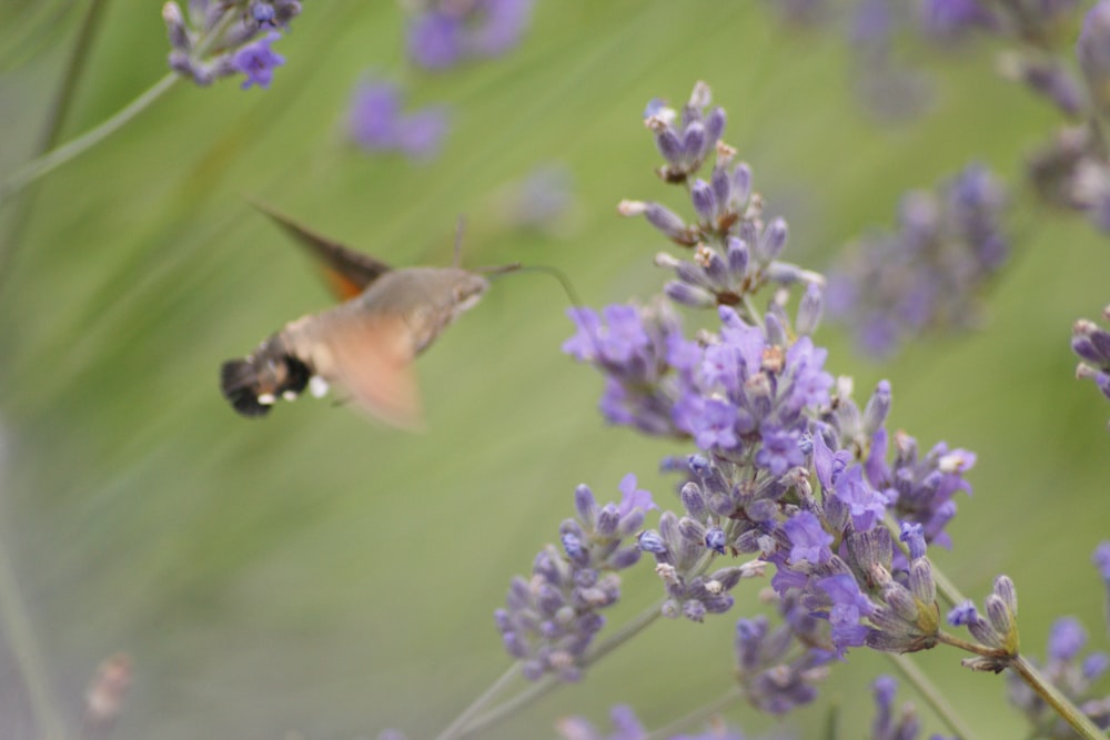 a hummingbird hovering over a purple flower